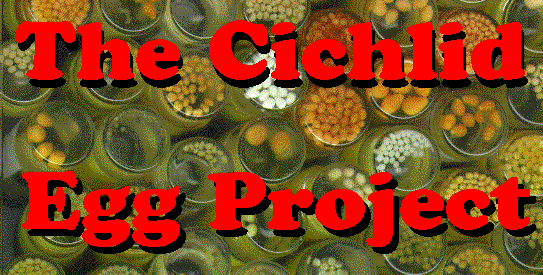 The Cichlid Egg Project