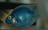 Blue parrot cichlid