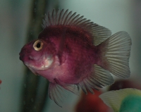 Purple parrot cichlid